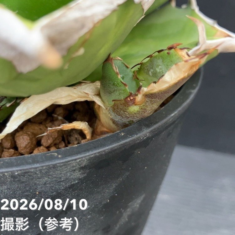 【現品お届け】アガベ 5号 オテロイ 実生(5)|観葉10-TU