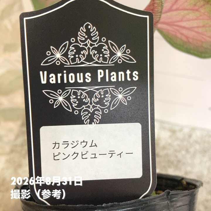 カラジウム ピンクビューティー 3号｜観葉04-PA | 観葉・多肉 | 赤塚