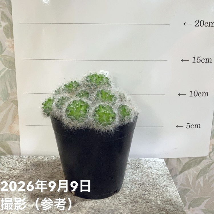 マミラリア Mammillaria glassii L1339 グラッシー 実生 3.5号｜観葉04