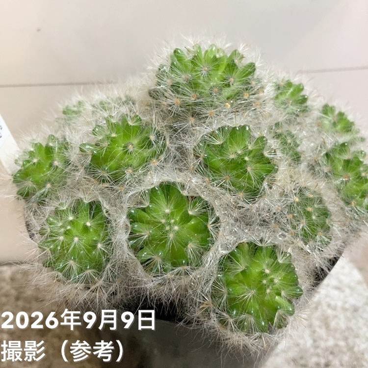 マミラリア Mammillaria glassii L1339 グラッシー 実生 3.5号｜観葉04