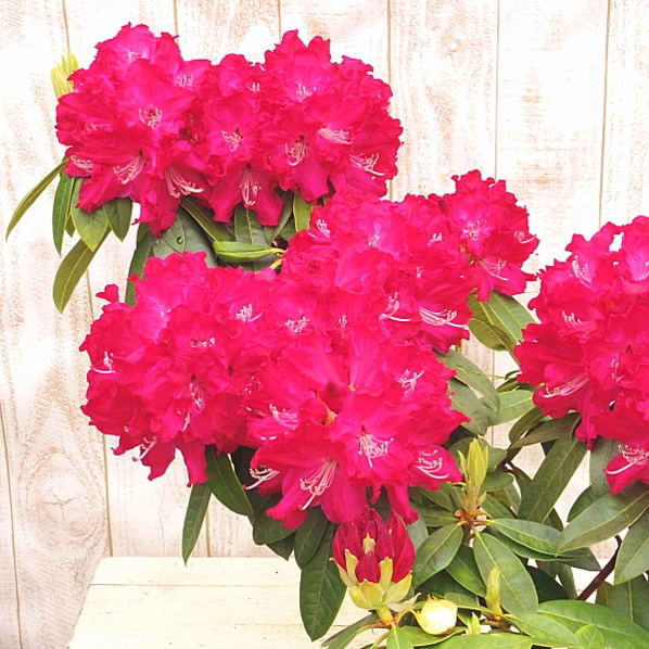 シャクナゲ スーパーローディー 5号 プロミネンス｜花木01-D1 | 赤塚