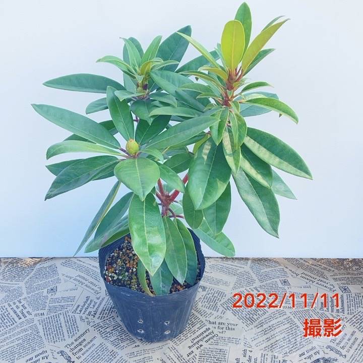 シャクナゲ スーパーローディー 5号 プロミネンス｜花木01-D1 | 赤塚