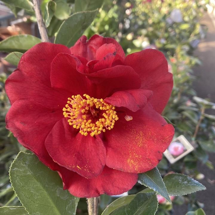 椿 ツバキ 4号 サンディマス［こだわりの前田ナーセリー苗］｜花木04