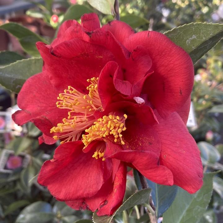 椿 ツバキ 4号 サンディマス［こだわりの前田ナーセリー苗］｜花木04