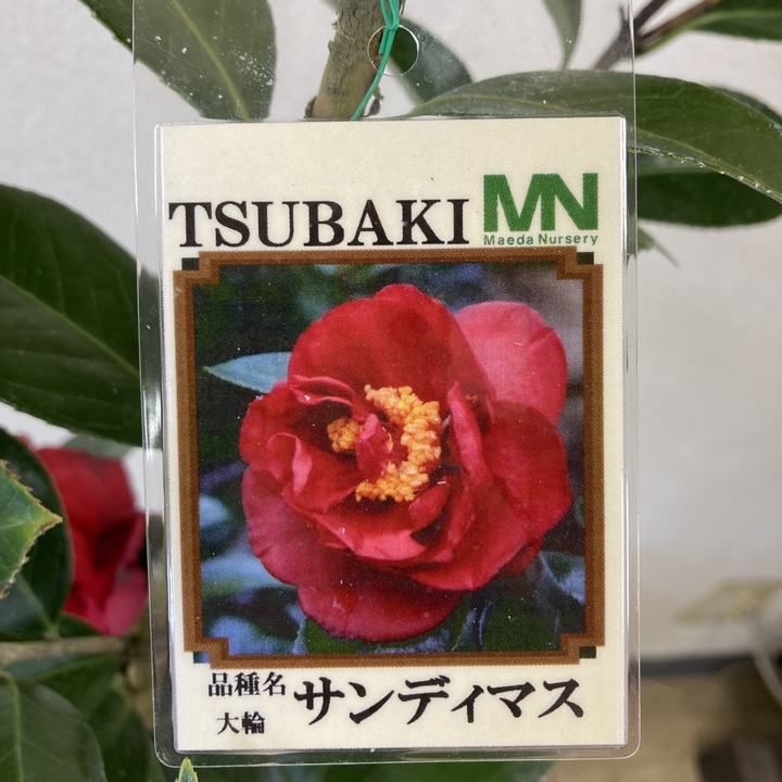 椿さん専用 椿×1つぼみ×1｜商品案内｜株式会社アスカ商会