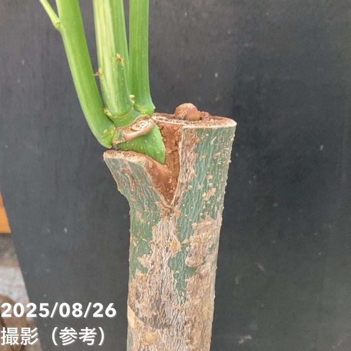 斑入りパキラ ミルキーウェイ 6号｜観葉04-PA | 観葉・多肉,パキラ