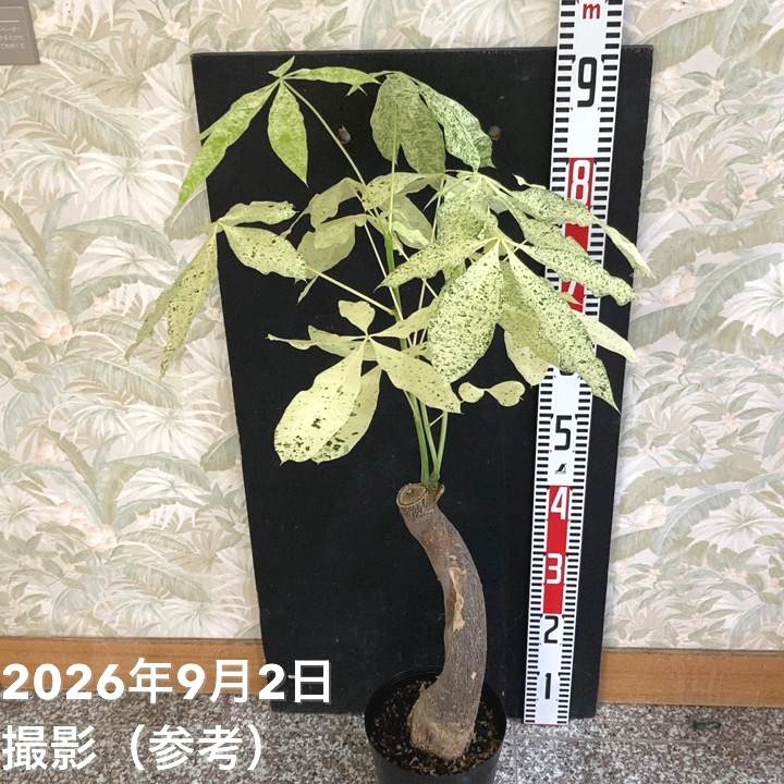 斑入りパキラ ミルキーウェイ 6号｜観葉04-PA | 観葉・多肉,パキラ
