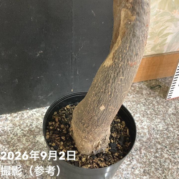 斑入りパキラ ミルキーウェイ 6号｜観葉04-PA | 観葉・多肉,パキラ