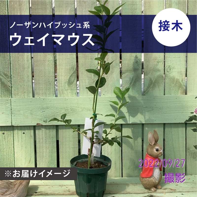 ブルーベリー ノーザンハイブッシュ系 ウェイマウス（接木苗）5号