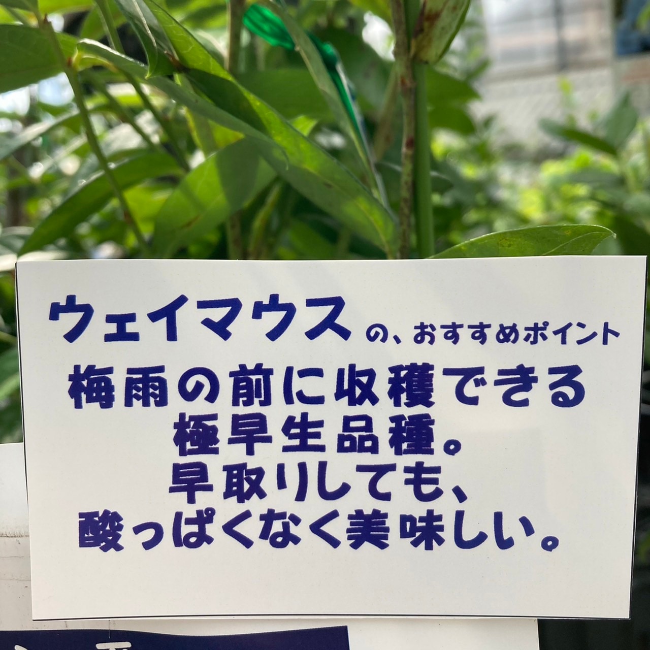 ブルーベリー ノーザンハイブッシュ系 ウェイマウス（接木苗）5号