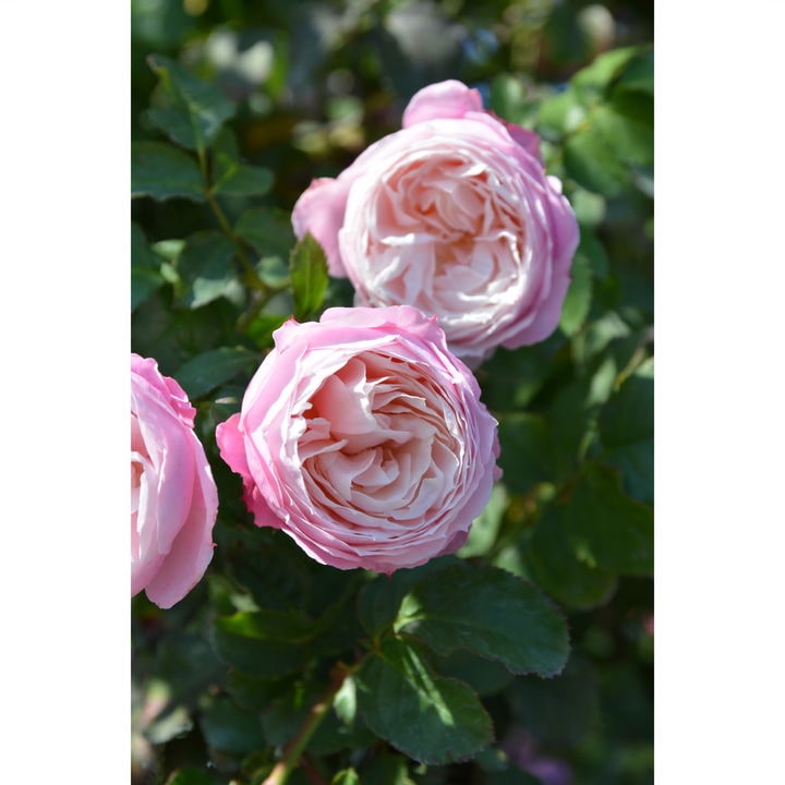 バラ大苗 ピルエット 7号 ロサ・オリエンティス｜花木04-PA | 花木