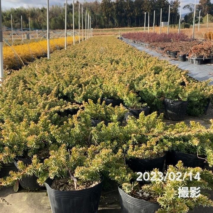 常緑・這性(はいせい)コニファー ブルーパシフィック 5号×3鉢セット ※お届けに10日程度かかる場合がございます。|花木10-TN