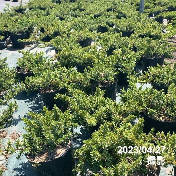 常緑・這性(はいせい)コニファー ブルーパシフィック 5号×3鉢セット ※お届けに10日程度かかる場合がございます。|花木10-TN