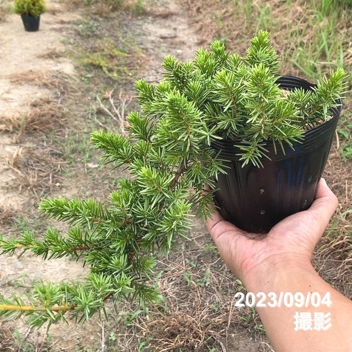 常緑・這性（はいせい）コニファー ブルーパシフィック 5号×3鉢セット