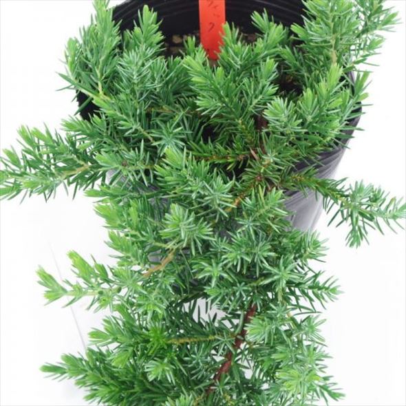 常緑・這性(はいせい)コニファー ブルーパシフィック 5号×3鉢セット ※お届けに10日程度かかる場合がございます。|花木10-TN