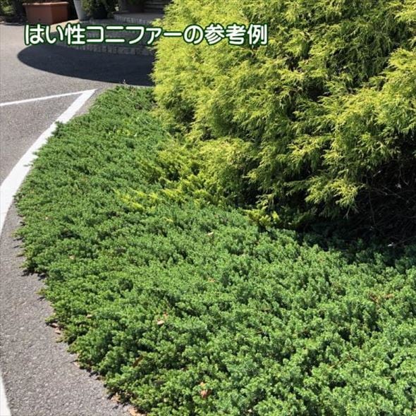 常緑・這性(はいせい)コニファー ブルーパシフィック 5号×3鉢セット ※お届けに10日程度かかる場合がございます。|花木10-TN