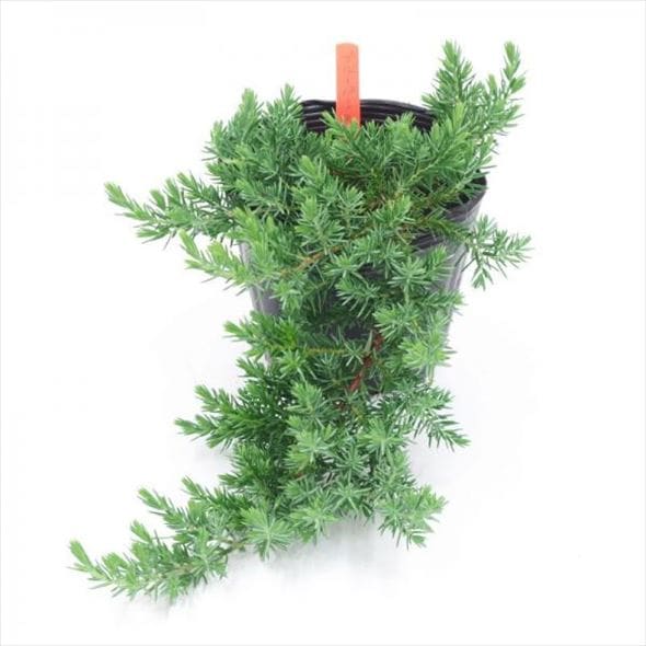 常緑・這性(はいせい)コニファー ブルーパシフィック 5号×3鉢セット ※お届けに10日程度かかる場合がございます。|花木10-TN