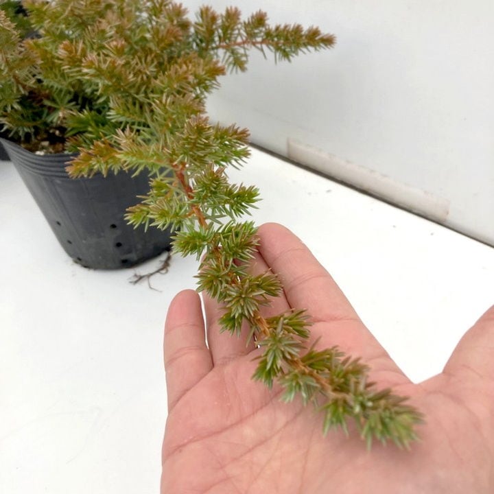 常緑・這性(はいせい)コニファー ブルーパシフィック 5号×3鉢セット ※お届けに10日程度かかる場合がございます。|花木10-TN