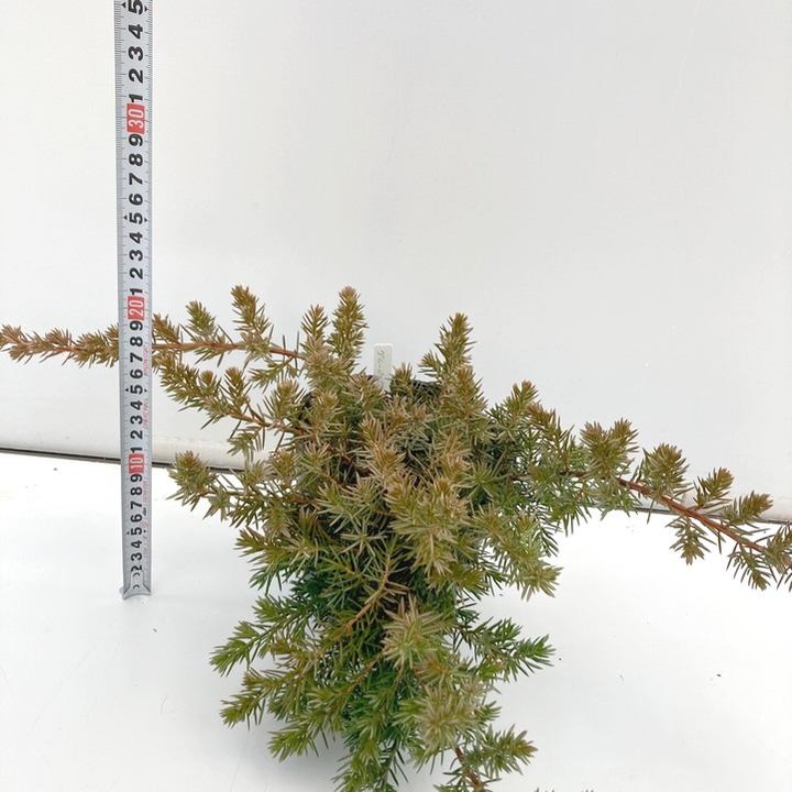 常緑・這性(はいせい)コニファー ブルーパシフィック 5号×3鉢セット ※お届けに10日程度かかる場合がございます。|花木10-TN