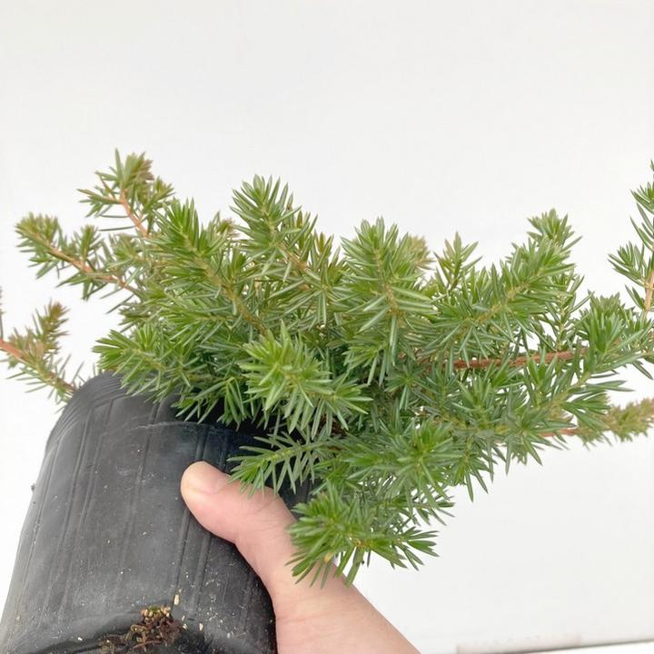 常緑・這性(はいせい)コニファー ブルーパシフィック 5号×3鉢セット ※お届けに10日程度かかる場合がございます。|花木10-TN