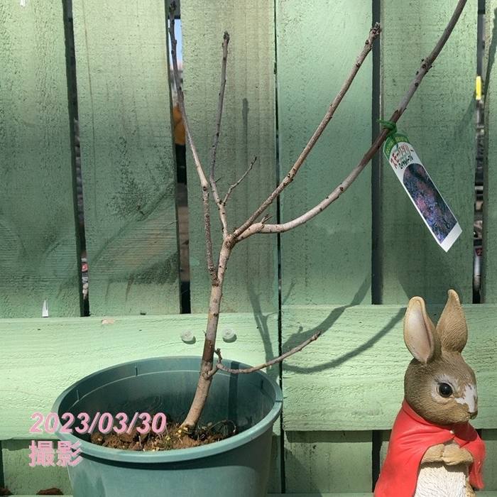 花木苗 スモークツリー ロイヤルパープル 1株 : 花と緑 国華園