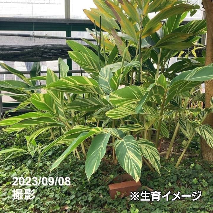 限定2鉢】黄斑ゲットウ 10号スリット鉢｜観葉04-PA | 観葉・多肉