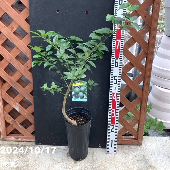 スダチ 5号ロングポット 2年生苗｜柑橘｜果樹04-PA | 果樹,柑橘