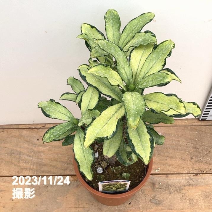 珍種！斑入り沈丁花 4.5号 信濃錦｜花木10-TU | 花木・庭木 | 赤塚