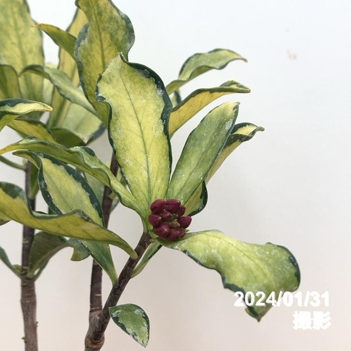 珍種！斑入り沈丁花 4.5号 信濃錦｜花木10-TU | 花木・庭木 | 赤塚
