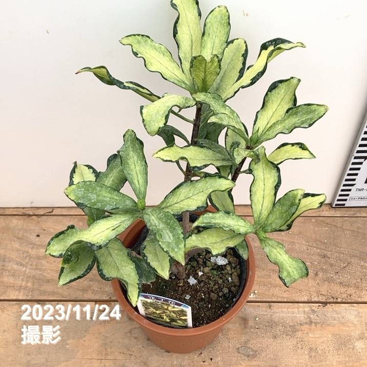 珍味入れ 紫菊葉珍味入れ10客 珍味入れ 紫菊葉珍味入れ