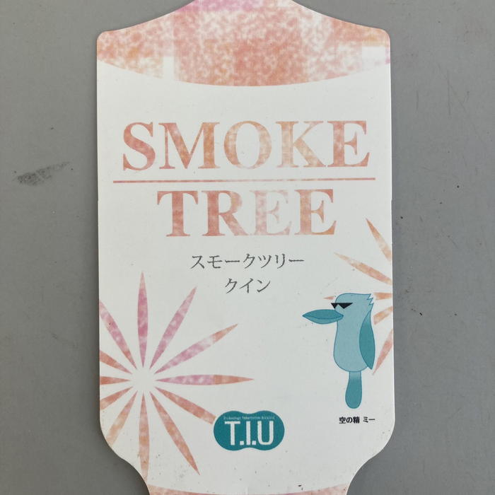 スモークツリー クイン 4号|花木04-PA