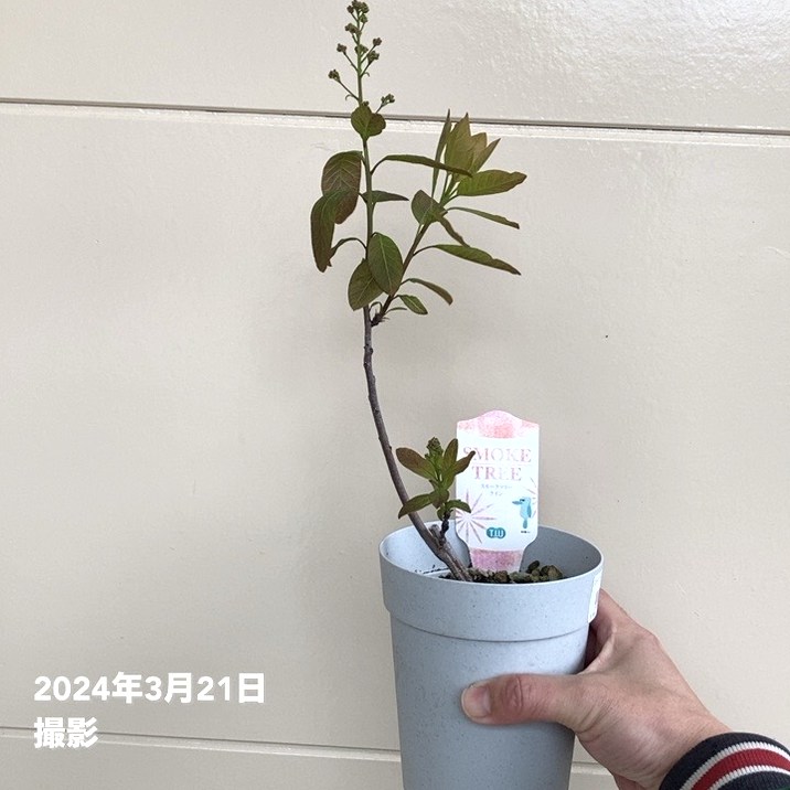 スモークツリー クイン 4号|花木04-PA