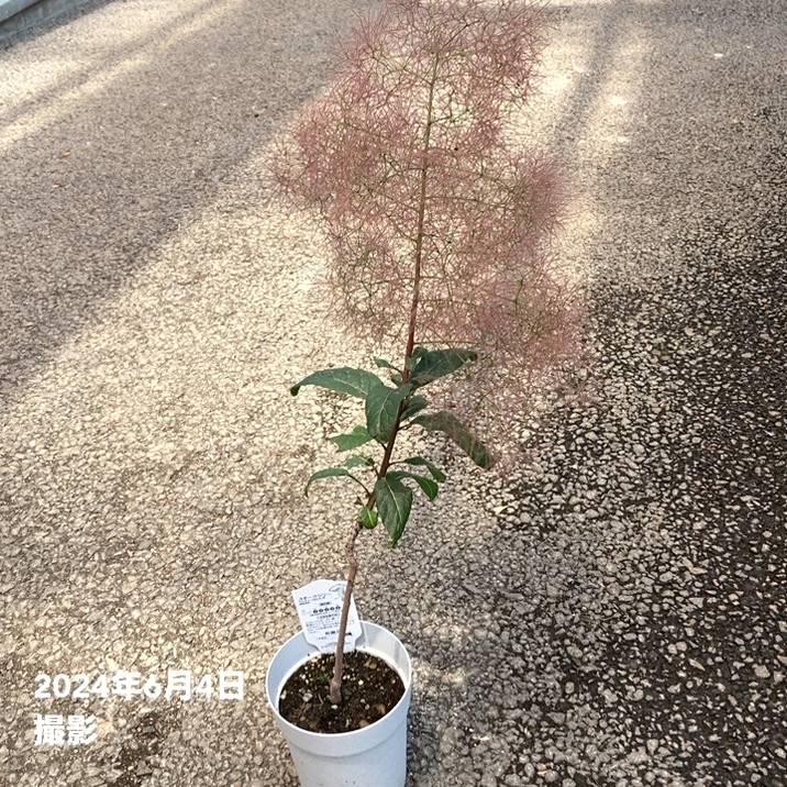 スモークツリー クイン 4号|花木04-PA