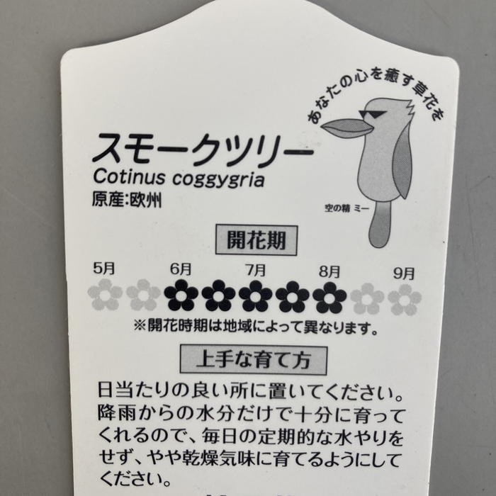 スモークツリー クイン 4号|花木04-PA