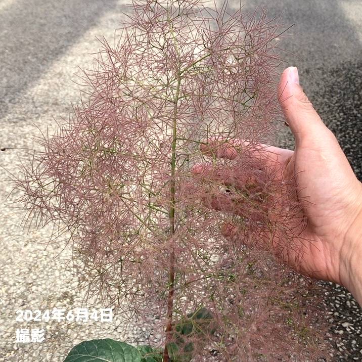 スモークツリー クイン 4号|花木04-PA