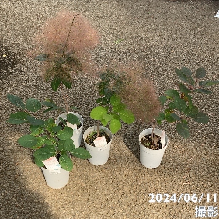 4.スモークツリースワッグ スモークツリー クイン 4号｜花木04-PA | 花木・庭木,スモークツリー | 赤塚植物園オンライン 花の音｜花苗・ガーデニング・園芸商品の通販サイト