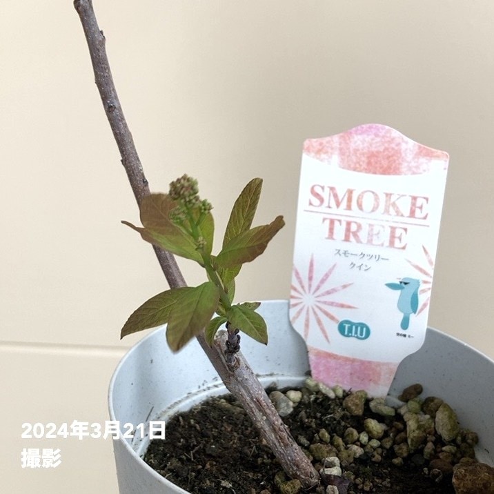 スモークツリー クイン 4号|花木04-PA