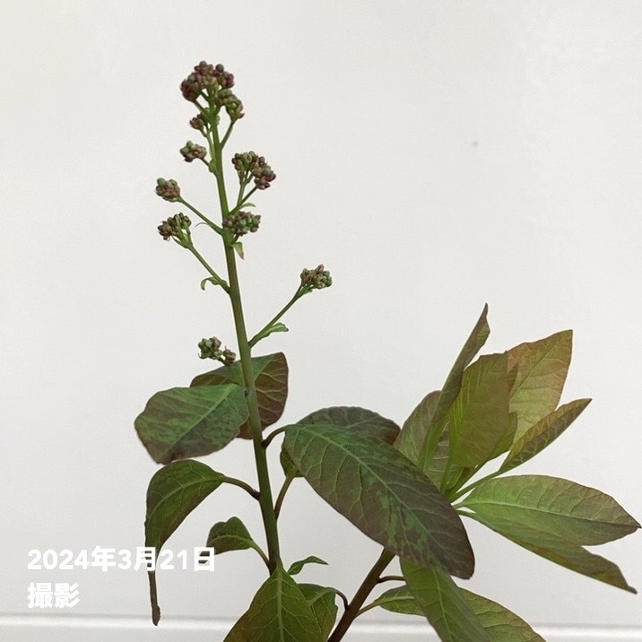 スモークツリー クイン 4号|花木04-PA