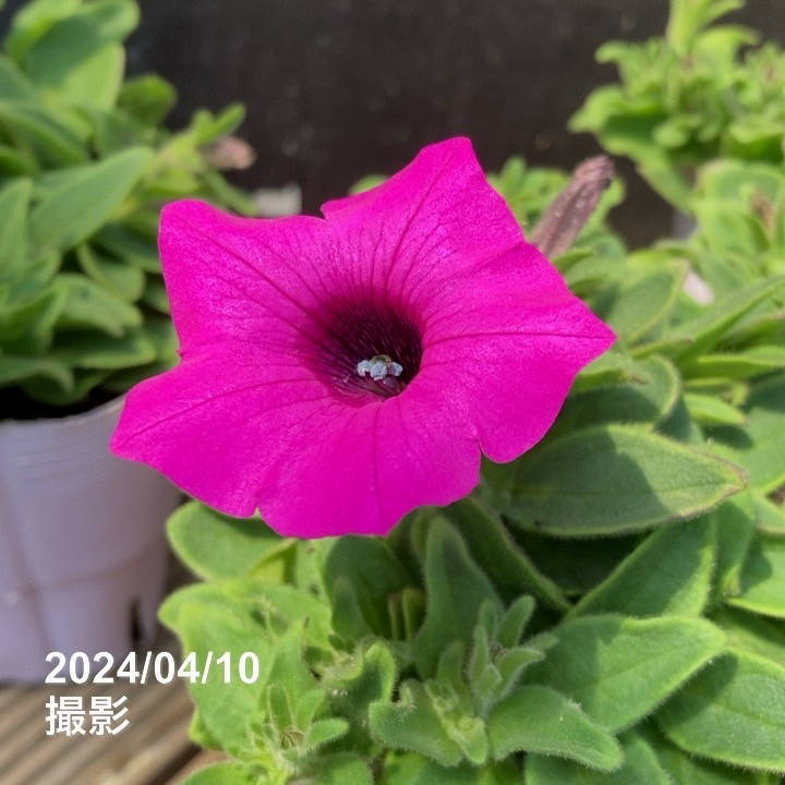 PW スーパーチュニア ビスタ ジャズベリー 3.5号×3株セット｜草花04-PA