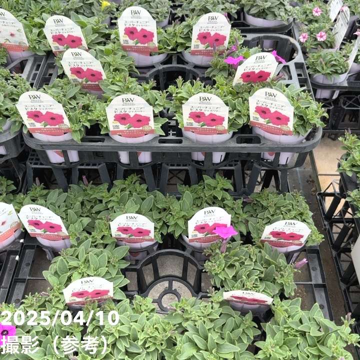 PW スーパーチュニア ビスタ ジャズベリー 3.5号×3株セット｜草花04-PA