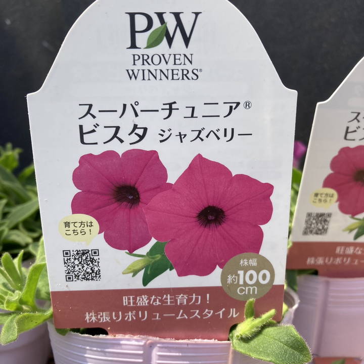 PW スーパーチュニア ビスタ ジャズベリー 3.5号×3株セット｜草花04-PA