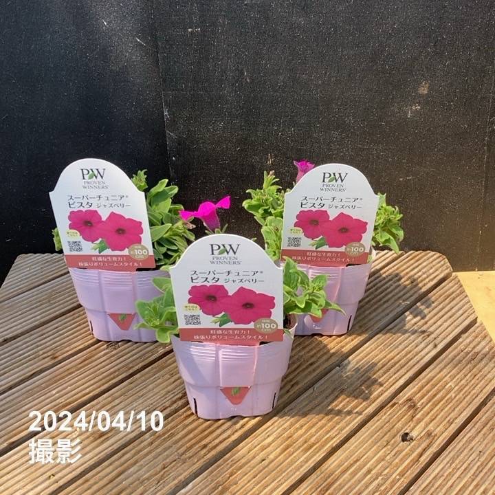 PW スーパーチュニア ビスタ ジャズベリー 3.5号×3株セット｜草花04-PA