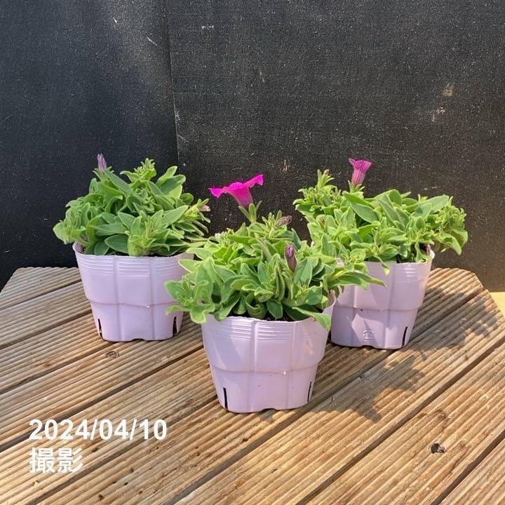 ＊*~空花~*＊　プリマビスタ　まとめ　お買い得　上四個のみ PW スーパーチュニア ビスタ ジャズベリー 3.5号×3株セット｜草花04-PA