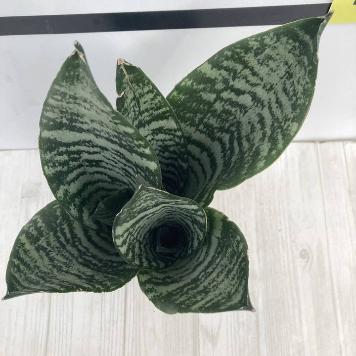 セール中　斑入り　サンセベリア　Longifolia サンスベリア Amazon.co.jp: サンスベリア フツーラ 斑入り Sansevieria