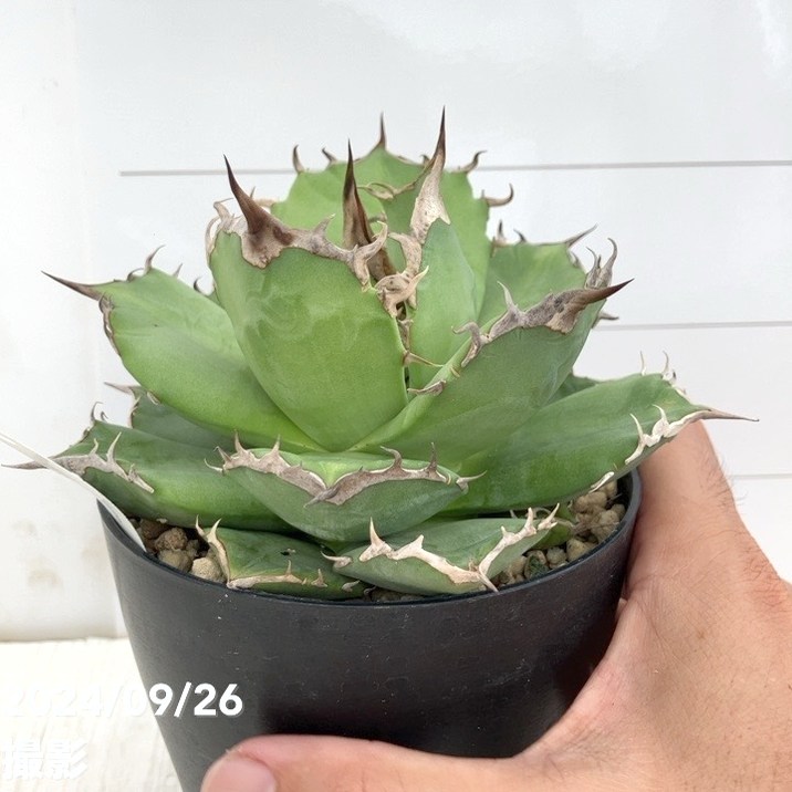 アガベ チタノタ 同捆 多肉植物 アガベ チタノタ 白鯨 子株 22株同梱