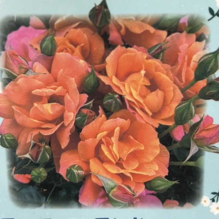 バラ大苗 ディズニーランド ローズ 4.5号ロングポット 京成バラ園芸