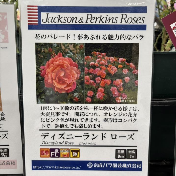 バラ大苗 ディズニーランド ローズ 4.5号ロングポット 京成バラ園芸