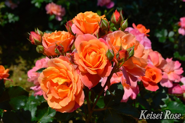 バラ大苗 ディズニーランド ローズ 4.5号ロングポット 京成バラ園芸