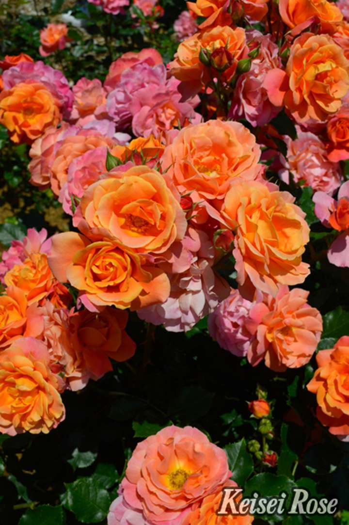 バラ大苗 ディズニーランド ローズ 4.5号ロングポット 京成バラ園芸