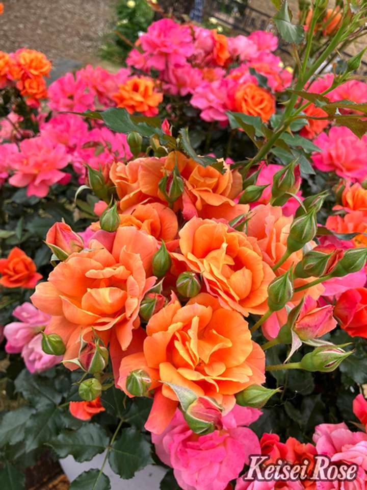 バラ大苗 ディズニーランド ローズ 4.5号ロングポット 京成バラ園芸